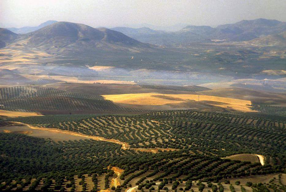 campo de olivos y sierra